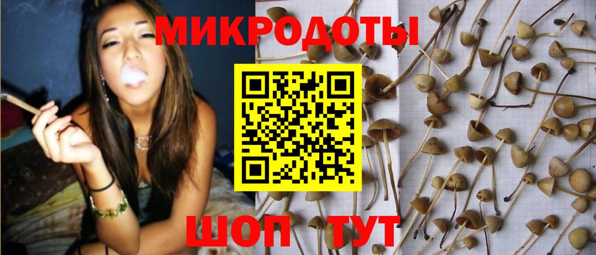 продажа наркотиков  Вход с VPN  Псилоцибиновые грибы Psilocybe  Краснознаменск  Псилоцибиновые грибы мухоморы 